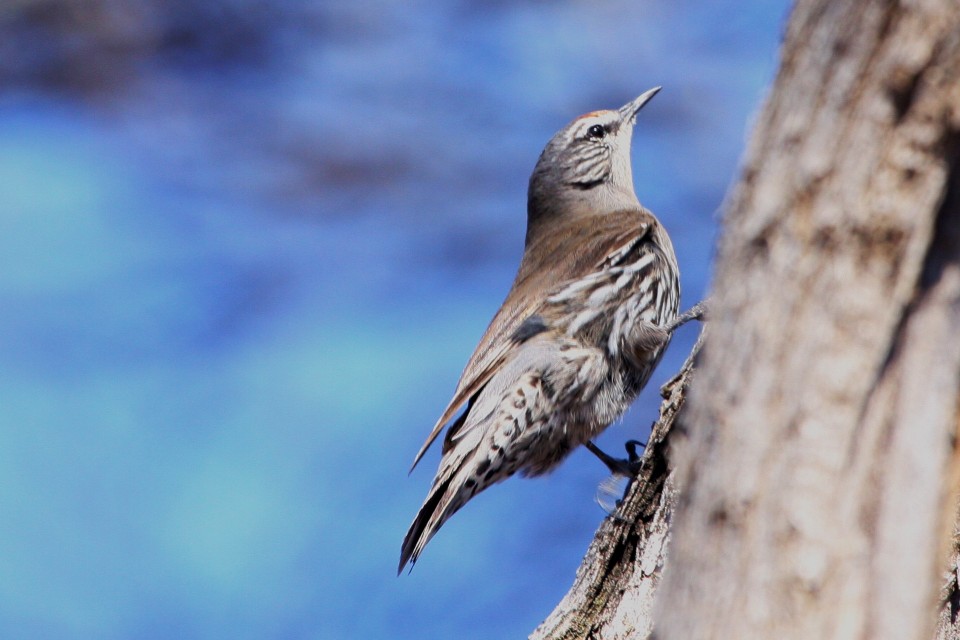 White-browed Treecreeper (Climacteris affinis)